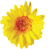 Happy Habits icon